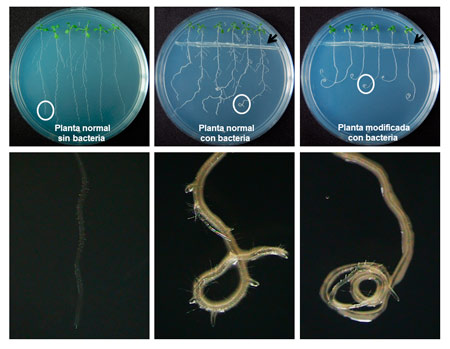 1-bacteribacte3118.jpg