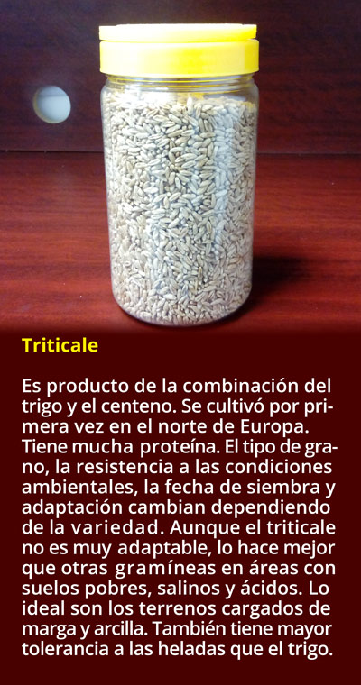 1-triticale0518.jpg