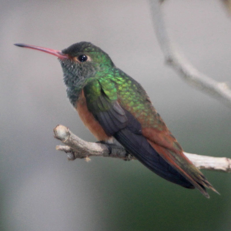 2014 07 09 5225 Amazilia yucatanensis