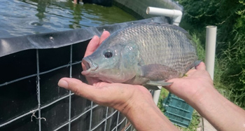 350Tilapia_Acuicola-Garza.jpg