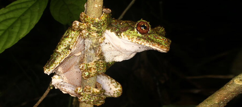 800Ecnomiohyla-valancifer_México,-Chiapas,-Berriozabal,-ZSCE-La-Pera,-El-Pozo-Turipache_22-Septiembre-2017_16.86137-093.33514-1192msnm_Luis-Caloca_02.jpg