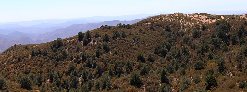 800x300-San-Pedro-Martir-1711.jpg