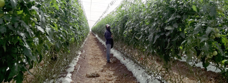 800x300-Técnico-en-uno-de-los-invernaderos-del-Campo-Belher,-en-La-Palma,-Sinaloa.jpg