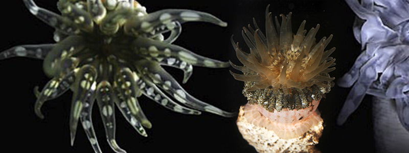 800x300-anemonasMar-1810.jpg