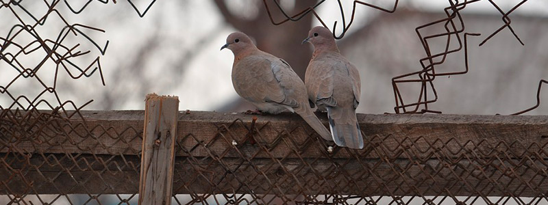 800x300-aves_CDMX-1710.jpg