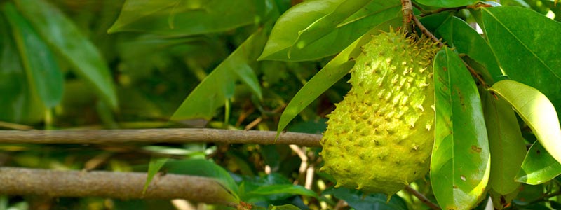 800x300 2 500 guanabana 2