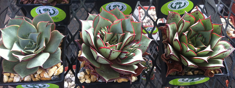 800x300_Echeveria_1802.jpg