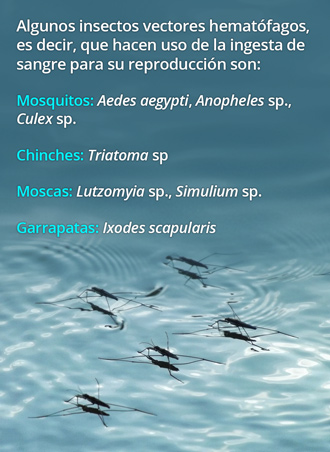 Mosquitosygarrapatas 17082