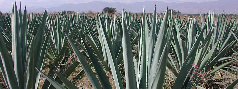 agave head 102317