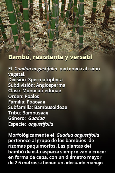 bambu rec1 91217