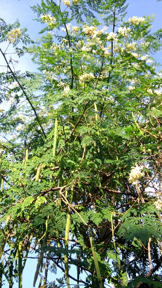 arbol de moringa oleifera