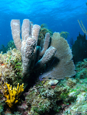 Arrecifes-de-corales-y-esponjas-marinas.-Cortesía-de-Biodiversidad-Marina-de-Yucatán-(BDMY).jpg