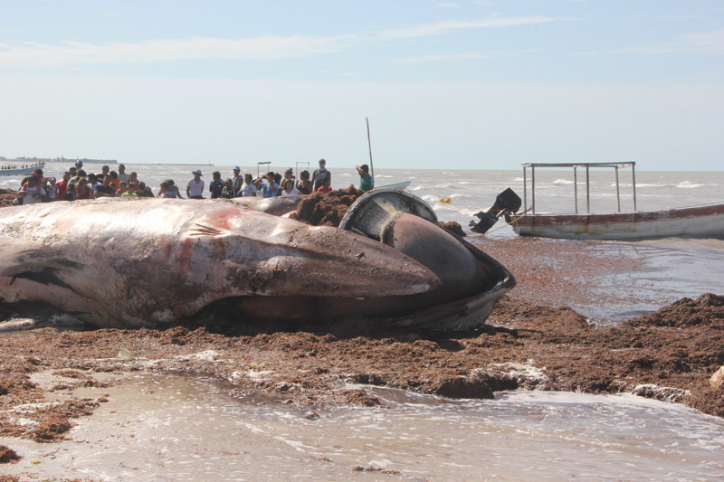 Ballena-de-aleta-varada-en-el-Puerto-de-Progreso,-Yucatán.-Cortesía-del-PICMMY-2.jpg