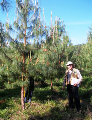 Cientificos del Colpos producen arboles superiores busca mejorar actividad forestal OK3