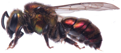 Detectan-nueva-especie-de-abeja-nativa-en-la-Sierra-de-Zongolica1.jpg