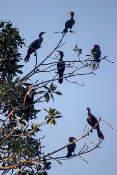 Manglar_Oax_10_R_187.jpg