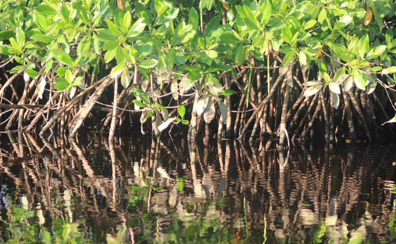 Manglar_Oax_1_187.jpg