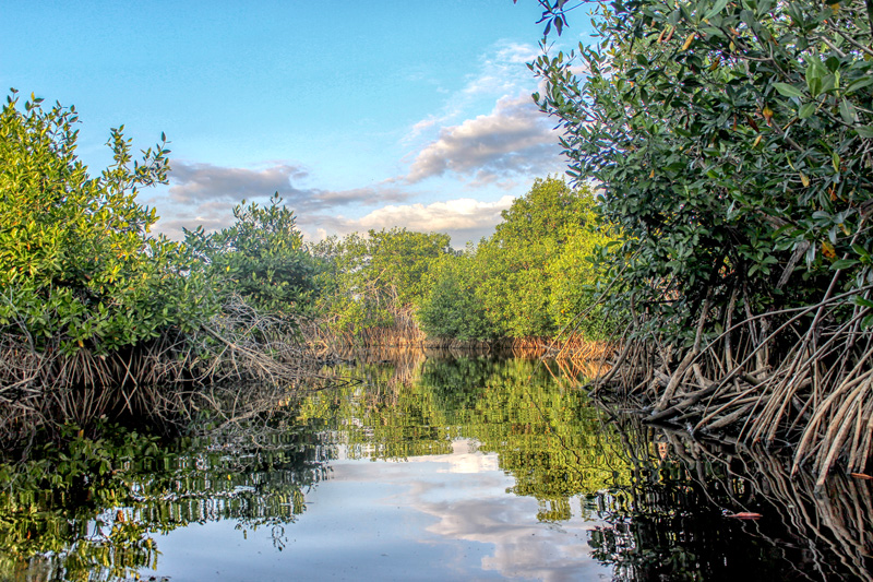 Manglar_Oax_2_187.jpg