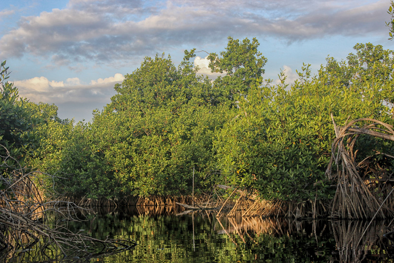 Manglar_Oax_3_187.jpg