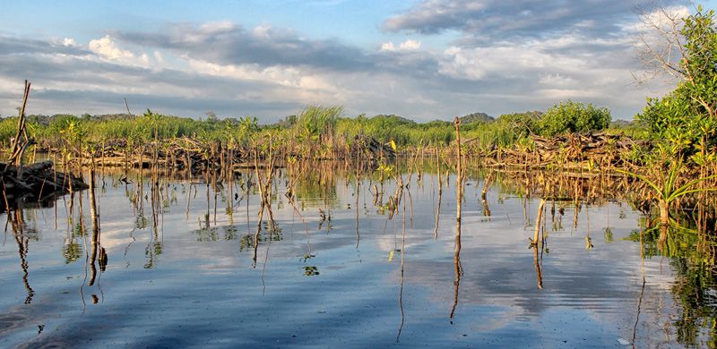 Manglar_Oax_6187.jpg