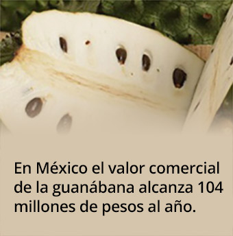 Mex_1904_guanabana.jpg