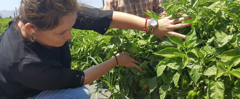 Producción-de-chile-habanero-en-la-Facultad-de-Ingeniería-y-Negocios-San-Quintín-de-la-UABC-28000.jpg