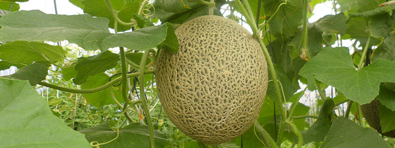 800x300 melon proc 1604