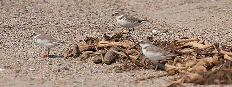 800x300 Charadrius nivosus