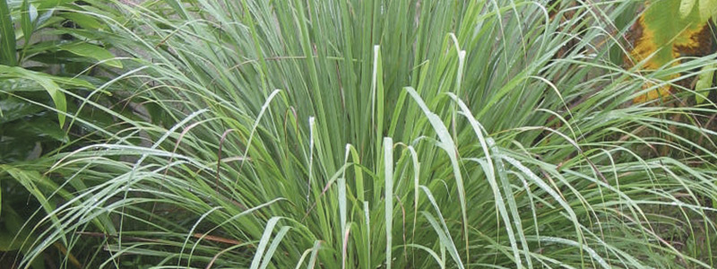 800x300 Cymbopogon nardus