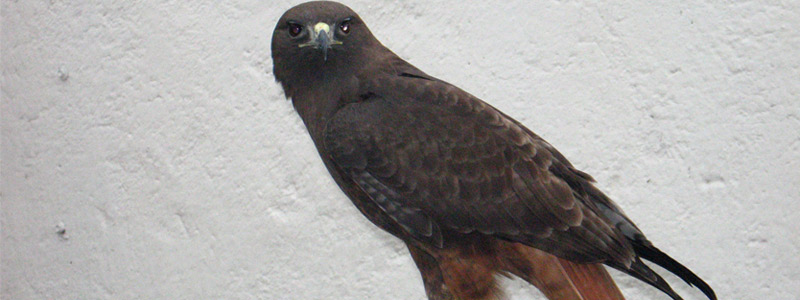 aguila-head1-51217.jpg