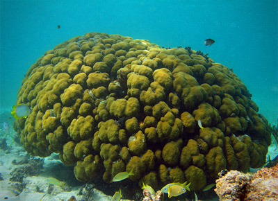 Colonia sana coral caribe mexicano