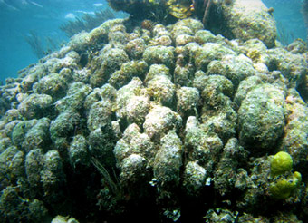 coral colonizado