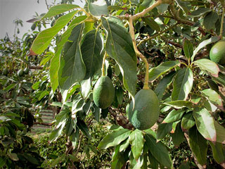 planta aguacate reportaje inecol