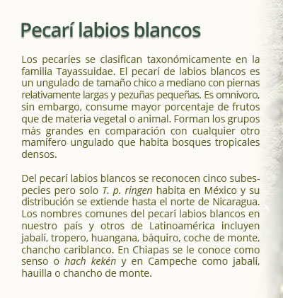 recuadro pecari labio blanco01