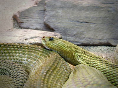 Crotalus basiliscus