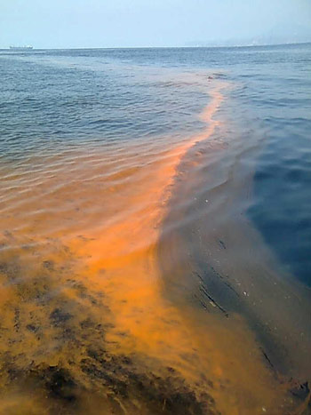 Imagen de un florecimiento de una microalga en la Bahia de Manzanillo Colima1216