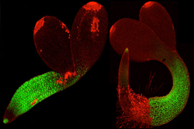 Localizacion de una proteina LEA de respuesta a sequia en tejidos de una Arabidopsis1916