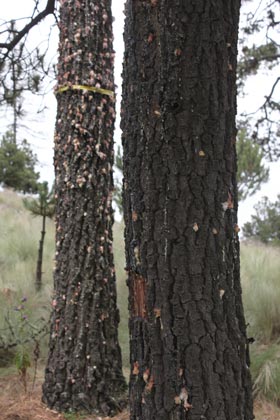 arbol pino descortezado