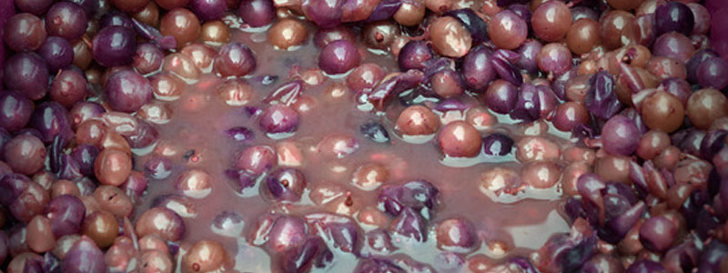 banner uvas orujo