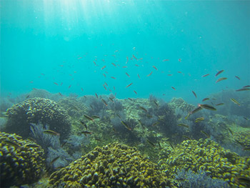 cabo pulmo conservacion00