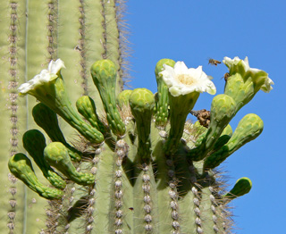 carnegiea gigantea stan shebs