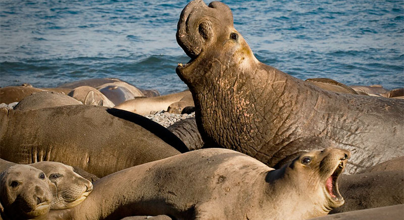 leones marinos banner isla guadalupe