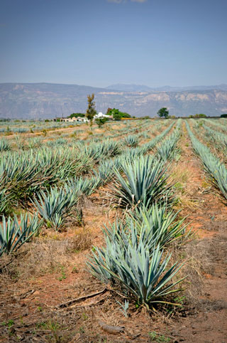 suelos siembra maguey