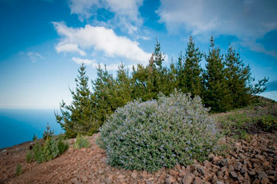 vegetacion isla guadalupe