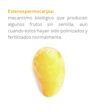 estenospermocarpia02