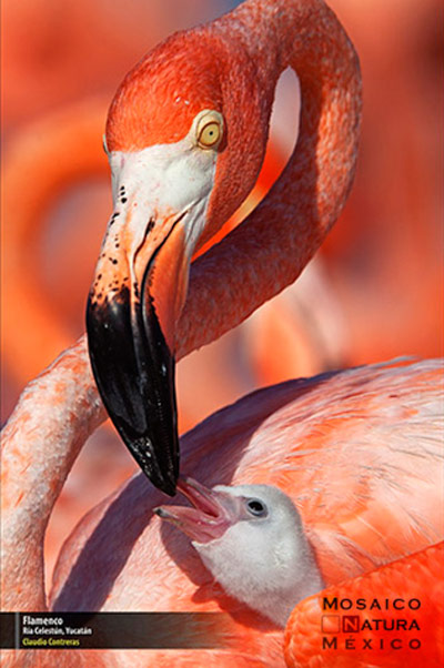 1er lugar Flamenco conabio 400px