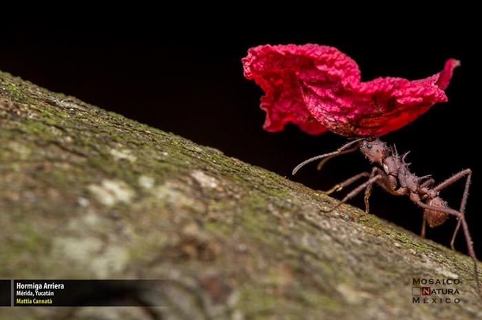 Mencion Hormiga Arriera conabio700px