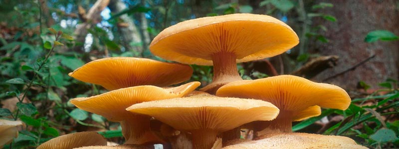 banner Armillaria mellea01