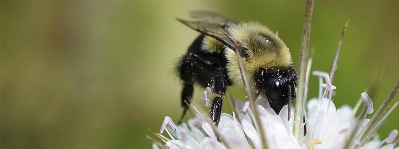 banner Bombus impatiens01