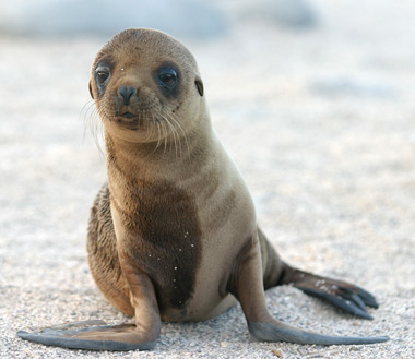 cria lobo marino